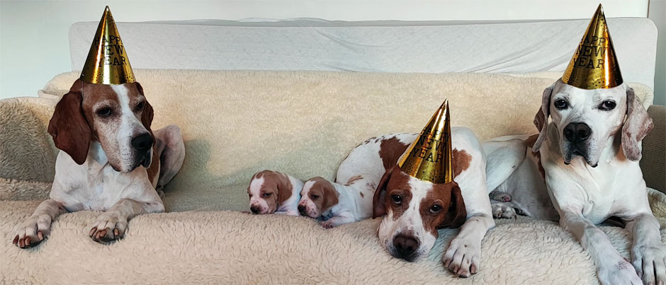 Happy New Year
