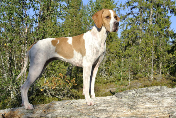 Roxy, hösten 2018.