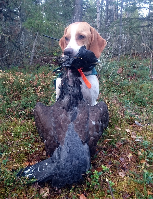 Första tjädertuppen för Roxy, hösten 2018.